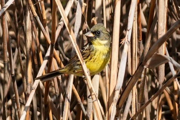A bird with a black eye mask, yellow breast and mottled brown back perched in reeds.