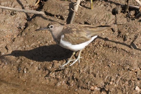 A brown and white sandpiper.