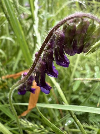 Gebogener Blütenstengel, an dem sich lilafarbene Knospen aufreihen, die oben noch farnähnlich gerollt sind. Dahinter brachliegendes hohes Wiesengras