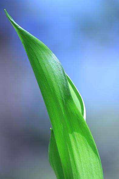 A vertical close-up of a spring green sunlit leaf from a lily of the valley flower against a bright sky that shifts slightly in different light blue shades. 
The leaf runs from the lower right side and up towards the left, taking up aboute half the photo. The lower line of the leaf is almost straight while the upper one is more soft and slightly wavy and they meet in the upper left corner in a point. The veins are very clearly visible and follow the shape of the leaf up towards the top like stripes.