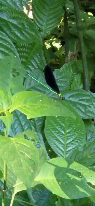 Grüne Blätter, grüne Libelle in Lao