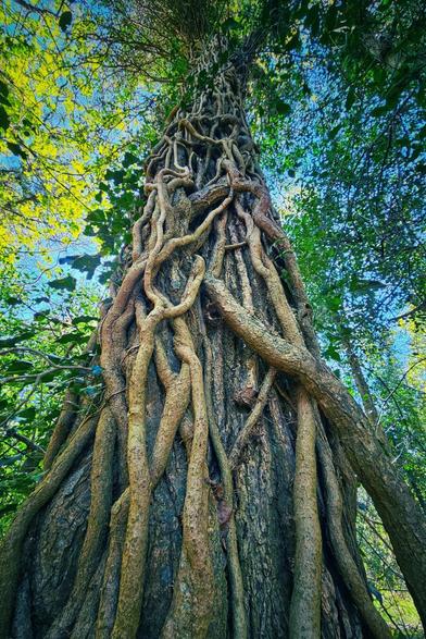 A low-angle shot looking up at the thick, intertwined roots and vines growing tightly around the trunk of a large tree in an Irish woodland. Lush green foliage is visible at the top and sides, with glimpses of blue sky.