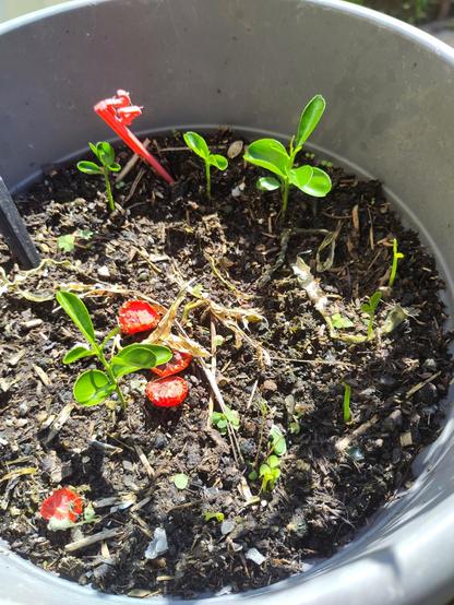Germogli di arancio con e senza foglie in un vaso di plastica grigio. All'interno del vaso sono presente sfalci verdi seccati e qualche cupolino di pomodoro.
