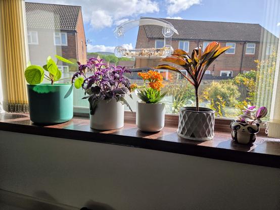 An array of houseplants in various pots on a windowsill