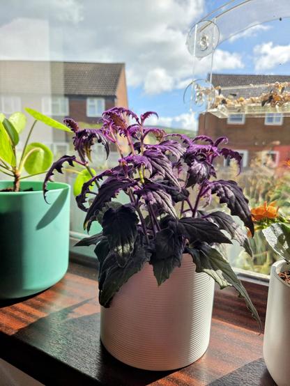 A houseplant with green leaves covered in intense purple fuzz