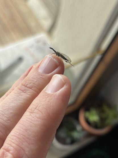 Snakefly perched on my fingertip