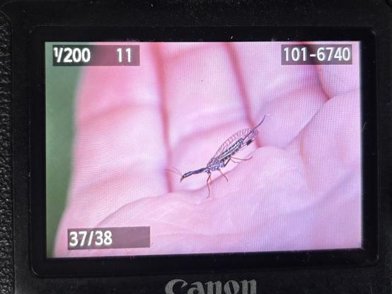 Back of camera shot of Snakefly on my palm.