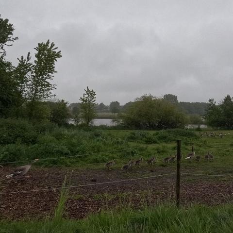 Regnvejrsbillede af en hestefold med blandet græs og jord, og en flok gæslinger på række fra venstre mod højre, med en forælder i hver ende af rækken. De løber. Lidt længere væk står en flok blandede gæs og gæslinger i forskellige aldre og ser til. Bag folden skimtes en sø. Hestene er fornuftigt nok blevet inde i deres skur, så de er ikke med på billedet.