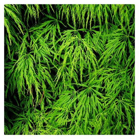 The image depicts a close-up view of lush green foliage. The leaves are slender and elongated, with a feathery appearance, characteristic of certain types of trees or shrubs. The vibrant green color suggests healthy, thriving vegetation. The leaves are densely packed, creating a rich, textured pattern. This type of foliage is often associated with plants like ferns or certain coniferous trees.