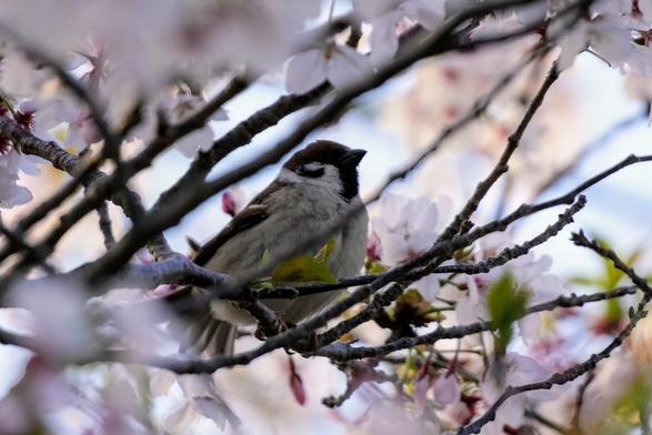 A fluffy little sparrow perched in a blossoming cherry tree.