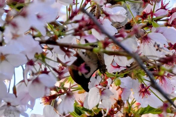A sparrow in a blossoming cherry tree, hanging head down to get at a blossom.