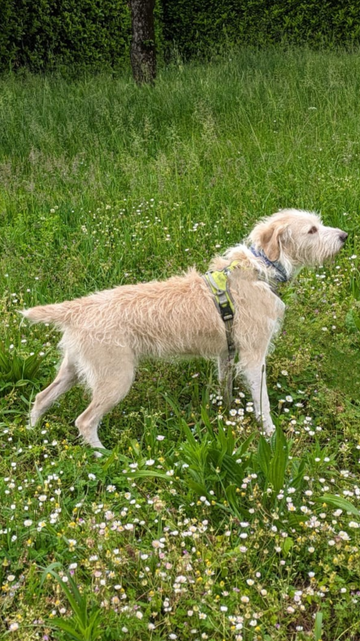the dog Buba stands on a lawn, in pointing position