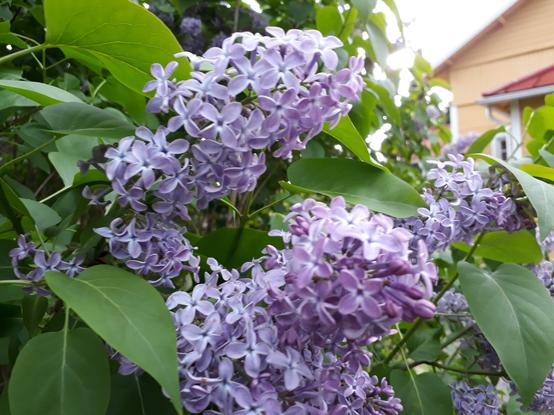 Lilacs.