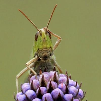 A green grass hopper sitting on a flower, antennae in the air. While it's legs are on the flower, one as held to its head as though in bafflement