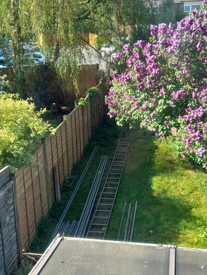 view down into the garden from the roof of a long ladder and scaffolding poles laying in it. A large pink flowered bush is growing to the right of the garden.