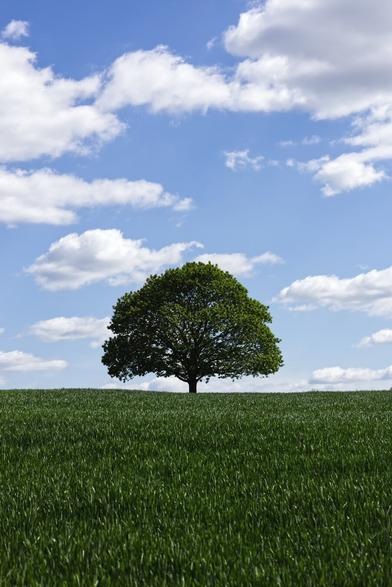 A lush green tree at the edge of a green field. Above it, the beautiful blue spring sky with distinctive clouds.