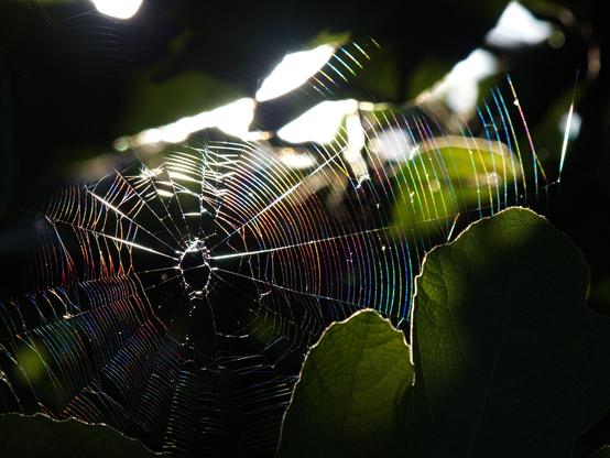 Una foto a colori, in formato orizzontale (4:3), che ritrae una ragnatela in controluce, iridescente (i colori dei fili che la compongono, lungo una linea immaginaria obliqua che sale da sinistra a destra, sono quelli dell'arcobaleno). Sullo sfondo, molto fuori fuoco, c'è del fogliame fitto di un verde molto scuro, in molte aree quasi nero, con alcune macchie bianche, da cui passa la luce. Davanti alla ragnatela, in basso a sinistra e a destra, c'è qualche foglia di fico, di un verde scuro, in alcune aree attraversata dalla luce del sole, e perciò ne risultano evidenti le nervature.