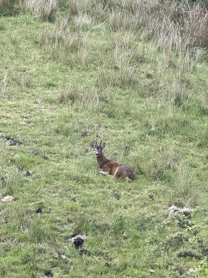 A roebuck sitting in the grass on a steep slope