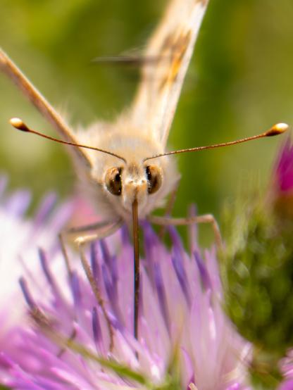 𝗣𝗶𝗰𝘁𝘂𝗿𝗲 𝗗𝗲𝘀𝗰𝗿𝗶𝗽𝘁𝗶𝗼𝗻 (𝗘𝗻𝗴): A soft and colorful close-up of a Painted Lady butterfly sipping nectar from a thistle flower in frontal view, highlighting the insect's compound eyes, antennae, and proboscis.

𝗗𝗲𝘀𝗰𝗿𝗶𝗽𝗰𝗶𝗼́𝗻 (𝗘𝘀𝗽): Un primer plano suave y colorido de una mariposa Vanesa de los Cardos libando néctar de una flor de cardo en vista frontal en la que destacan los ojos compuestos, las antenas y la trompa del insecto.
