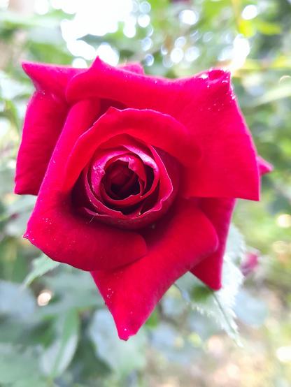 red rose opens with a lot of light in the background.