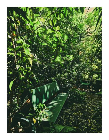 The photo is a of a small garden, with a green bench situated in the midst of dense foliage. The bench is positioned on the left side of the photo and is surrounded by trees and bushes which create a sense of seclusion. The entire photo is green because of the foliage from the trees and plants and also the bench. There is dappled sunlight filtering through the leaves, casting shadows on the ground. In the background there is also another green chair visible.