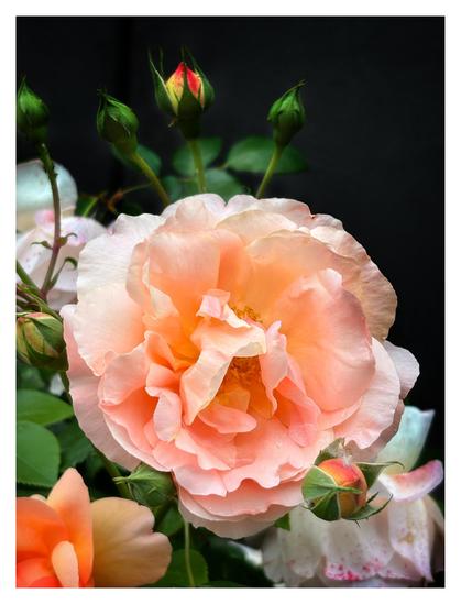 Closeup of a pink rose against a dark backdrop. Its delicate pale petals are lit by sunlight on an overcast day, producing a gently luminous effect. The central petals curl inward, obscuring the pistil and stamen. It’s surrounded by green buds with reddish tips and some roses with white petals edged by red speckles.