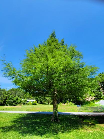 This is a vibrant outdoor color photo taken on a sunny day, showcasing a single, healthy green tree against a brilliant, cloudless blue sky.

The tree is a Bald Cypress (and has something called "knees").  It dominates the upper half of the frame, its wide, full canopy a lush, bright green. The leaves appear delicate and feathery, characteristic of a conifer, and are evenly illuminated by the sunlight, casting a dappled shadow on the grass directly beneath it. The tree's trunk is relatively straight and slender, a medium brown, and appears to have some vining plant growing up its base.

Below the tree, the ground is covered in a well-maintained, bright green lawn that extends towards the lower left and right corners. In the background, a paved road or driveway curves from the left side of the frame towards the center. Beyond the road, there's an expansive area of lighter green grass or undeveloped land.

Further in the distance, on the left side, are more green trees and what appears to be a small, white building or trailer partially visible behind them. On the right side, a tall utility pole with wires is visible, extending vertically near the edge of the frame. The overall impression is one of a bright, clear day in a rural setting.