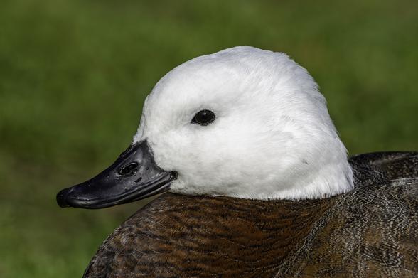 Paradise shelduck (Tadorna variegata, female) portrait. Christchurch Botanic Gardens, New Zealand
