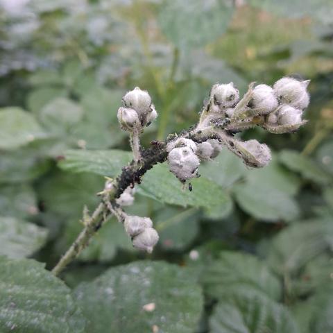 Blütentrieb einer Brombeere mit Blütenknospen und Blattläusen Ende Mai.