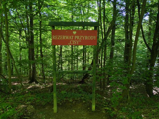 A red sign stating: Nature Reserve "Cisy". A dense, shaded green forest in the background.