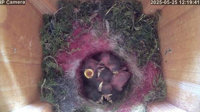 A group of six or seven featherless nestlings huddled together in a moss-lined nest inside a wooden nesting box. One has its beak wide open, and most are starting to grow visible down.