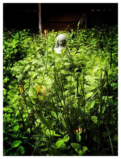 A small statue of the Virgin Mary in the sunlit front garden of an apartment building. The statue’s head looks downward, its face partly in shadow. It’s surrounded by tall plants whose green leaves reach past its shoulders. Some grasses and tulip stems, their flowers now gone, stand in the foreground in shadowy vertical stripes. Sunlight illuminates the statue and the leaves around it while leaving the edges of the image, and the backdrop of the apartment facade, in relative shade.