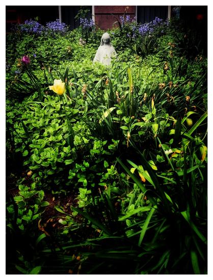 Same subject and setting as the previous photo, taken earlier in the spring. The statue is a little further away from camera, affording a wider view of the garden. The plants around it aren’t quite as tall and reach only to its waist. A red and a yellow tulip bloom in front of the statue, while bluebell clusters stretch out in a row behind it.