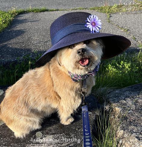 Jojo, a scruffy, light tan terrier sits sideways, her head turned to the camera, her mouth open in a smile. She wears a wide brimmed dark blue straw hat, with a lilac flower attached.
