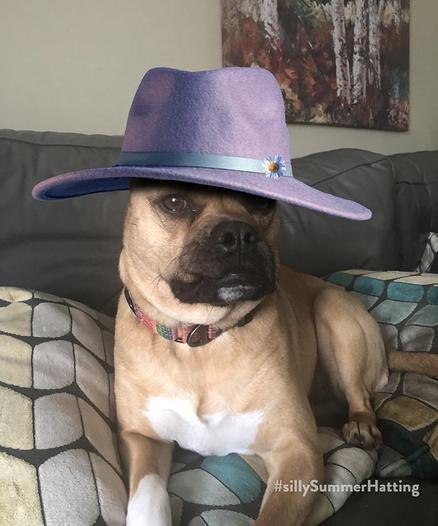 Original alt txt: Daisy, a tan pugabull with dark muzzle, lays on multicolored cushions on a gray couch. She appears to be judging you.

My addition: Daisy now wears a dashing felt brimmed dark lilac hat with a pale blue band and flower. She still appears to be judging you. Possibly even more so.