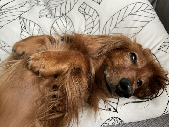 Ein Dackel mit langen, weichen Haaren liegt entspannt auf einem weißen Kissen mit einem schwarzen Blattmuster. Der Hund liegt auf dem Rücken, mit seinen Pfoten über seinen Bauch gelegt, und blickt direkt in die Kamera. Seine Augen sind dunkel und glänzend, und sein schwarzer Nasenloch ist deutlich sichtbar. Der Hintergrund ist ein neutraler grauer Stoff, der den Fokus auf den Hund lenkt.