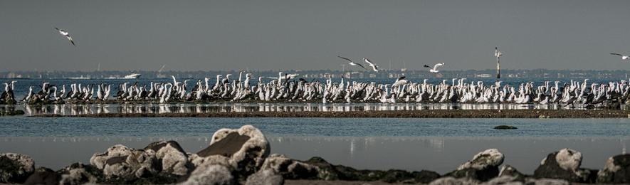 a group of a few hundred pied cormorants stands on the beach in the distance