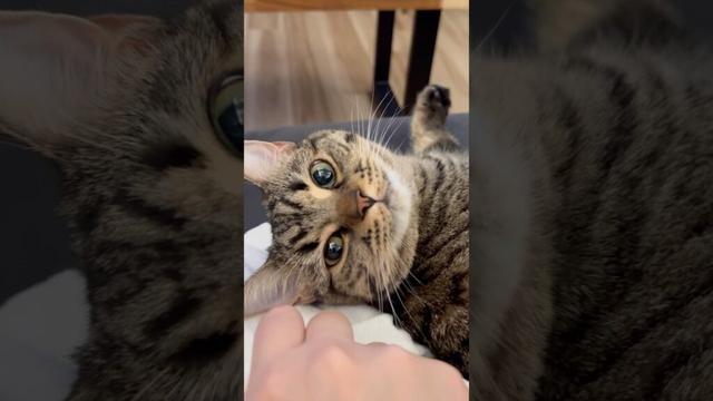 鳴き方が可愛すぎるスコティッシュ!! #shorts #猫 #cat