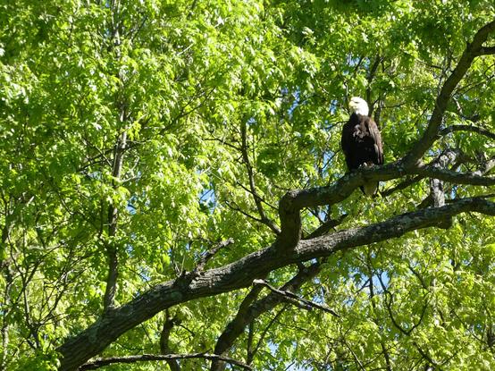 An eagle with a white head sits on a branch against a background of leaves