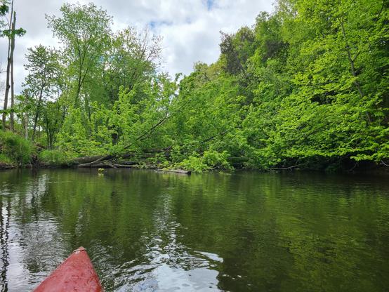A tree fallen from the left across fairly still water on a cloudy day