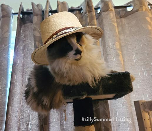 Original alt txt: a tortie point snowshoe siamese mix lounging on a blue pedestal in front of beige curtains. she barely fits on the pedestal, with her chubby belly and tail hanging off the right side of the pedestal.

My addition: Cookie now wearers a straw boater with a patterned band