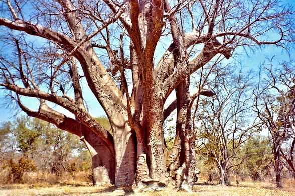 The Big Tree, Victoria Falls
