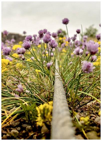 A close-up view of a garden scene featuring purple chives and yellow flowers. A gray hose runs through the greenery, with a cloudy sky in the background.