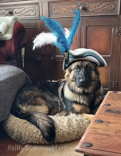 A German Shepherd dog, lying on her bed, looks straight at the camera. She is wearing a white tricorn hat with blue trim and a large blue and white feather burst.