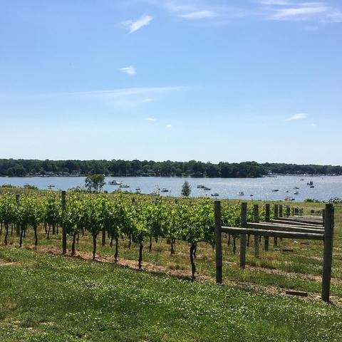 Green grass leads up to some eight rows of grape vines, mounted and growing upright from the ground.  In the distance is a sparkling blue body of water hosting multiple boats.  In the far distance on the other side of the water is a long, green treeline.  The upper half of the picture is taken up by a light blue sky with wisps of clouds here and there.