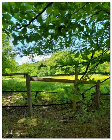 Farbfoto im Hochformat. Blick durch die Blätter eines Baumes auf eine Wiese, die teilweise dicht mit Butterblumen (Hahnenfuß) bewachsen ist und auf blauen Himmel. Im Hintergrund ist grüner Laubwald zu sehen, im Vordergrund befindet sich ein einfacher Holzzaun. Das Bild vermittelt eine ruhige und friedliche Stimmung.
