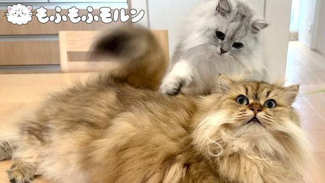 もふもふ猫兄妹のふれあい特集 【サイベリアン】