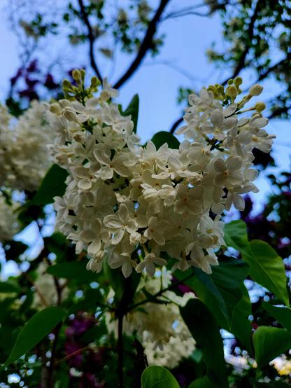 White lilac flowers with a background of green leaves, other lilac flowers, both white and purple, and patches of pale blue sky