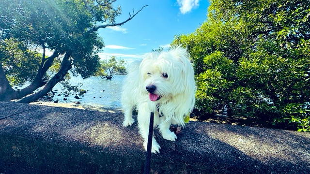 Rocket is standing in front of mangrove tees at Moreton Bay, Brisbane.