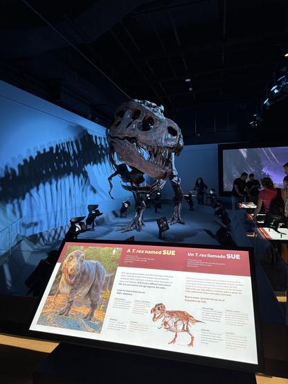 Photo of the skeleton of a Tyrannosaurus Rex on display in a museum. A placard in the foreground identifies the skeleton as Sue, the most complete T Rex specimen ever discovered.